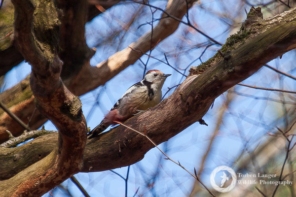 Leiopicus medius / Middle Spotted Woodpecker / Mittelspecht