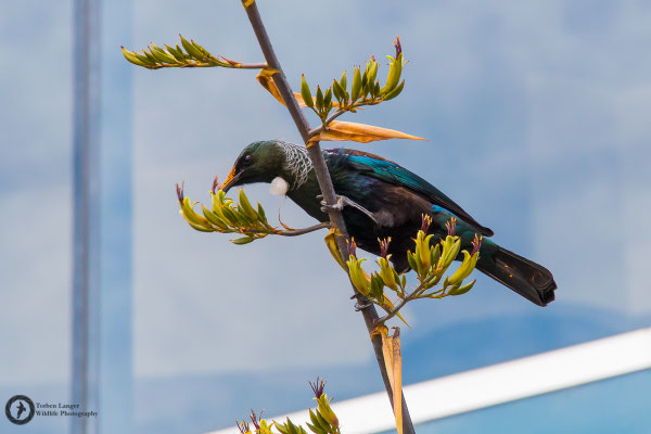 Prosthemadera novaeseelandiae / Tui / Tuihonigfresser