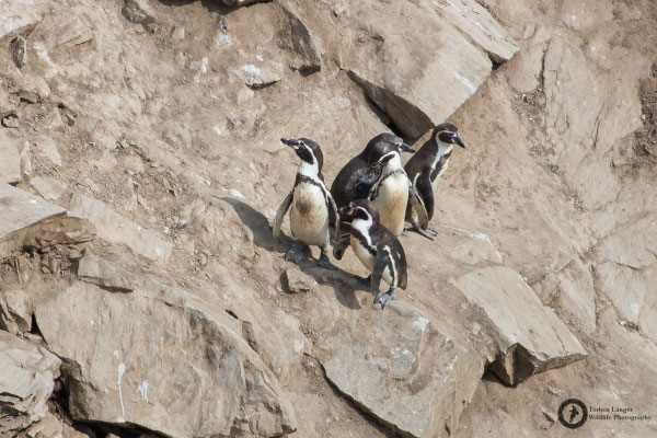 Spheniscus humboldti / Humboldt Penguin / Humboldtpinguin