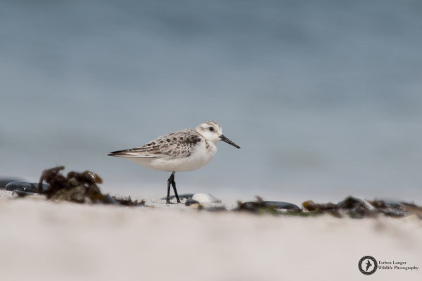 Calidris alba / Sanderling