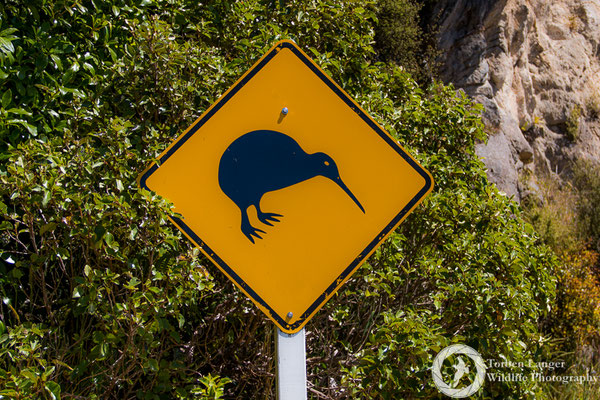 Watch out for the Kiwis!