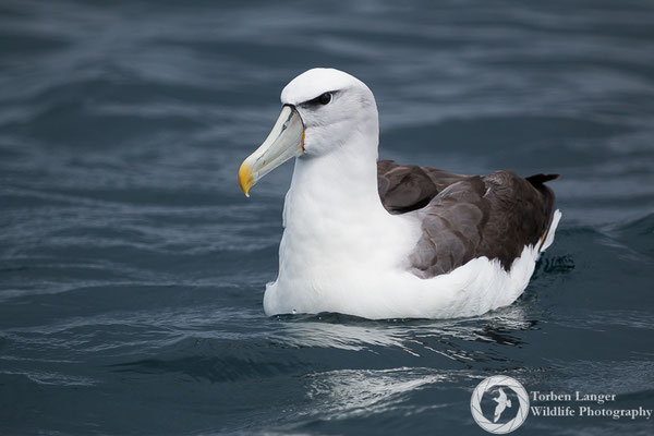 Thalassarche steadi / White-capped Albatross / Aucklandalbatros