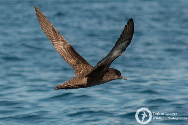 Ardenna grisea/ Sooty Shearwater / Dunkler Sturmtaucher