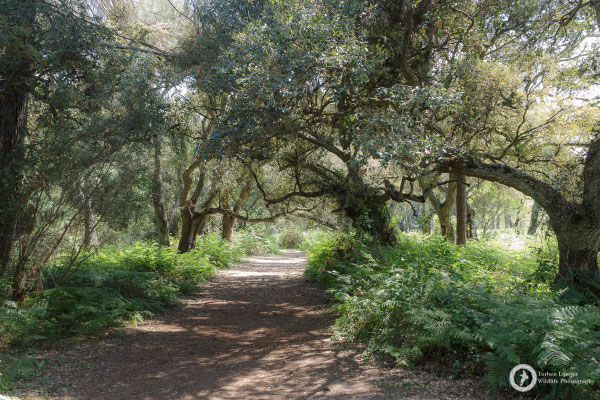 A beautiful cork oak forest close to the Palacio del Acebrón