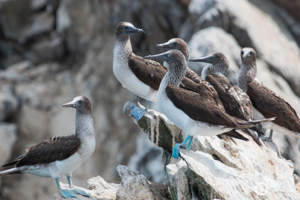 Blue-footed Boobies