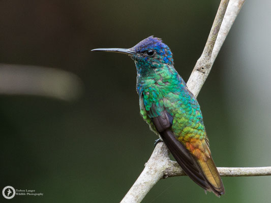 Chrysuronia oenone - Golden-tailed Sapphire - Bronzeschwanz-Saphirkolibri ♂