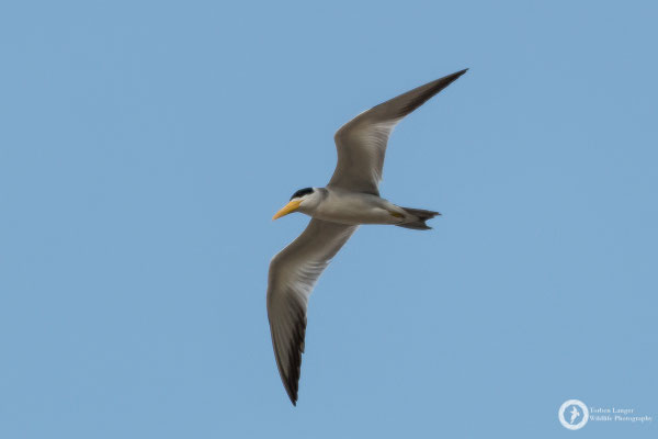 Phaetusa simplex / Large-billed Tern / Großschnabel-Seeschwalbe