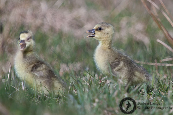 Anser anser / Greylag Goose / Graugans