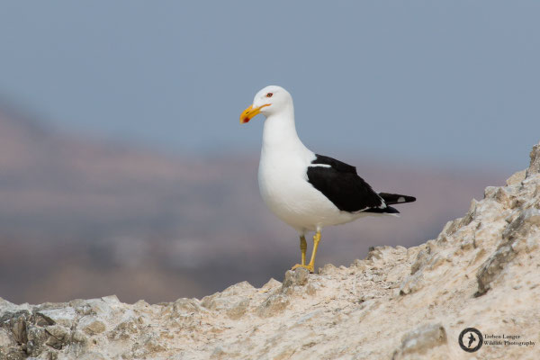 Larus dominicanus / Kelp Gull / Dominikanermöwe