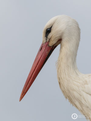 White Stork