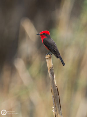 Pyrocephalus rubinus / Common Vermilion Flycatcher / Rubintyrann ♂