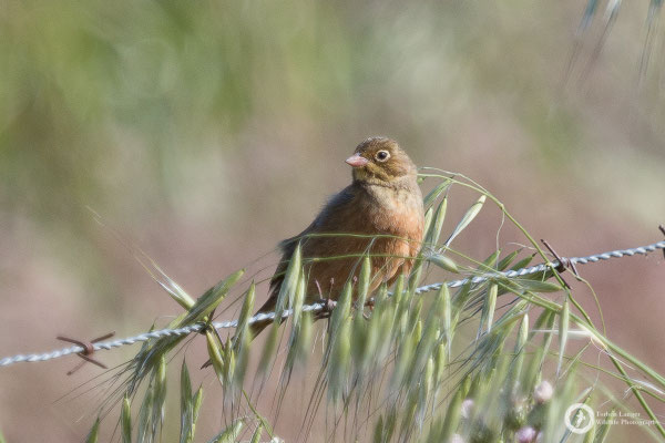Ortolan Bunting