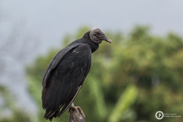 American Black Vulture