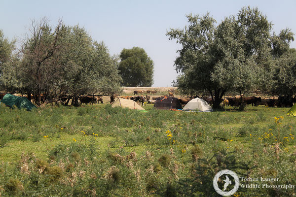 Camping with cattle