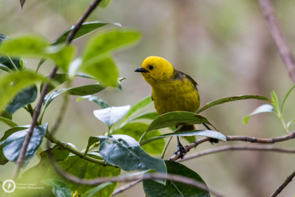 Mohoua ochrocephala / Yellowhead / Gelbköpfchen
