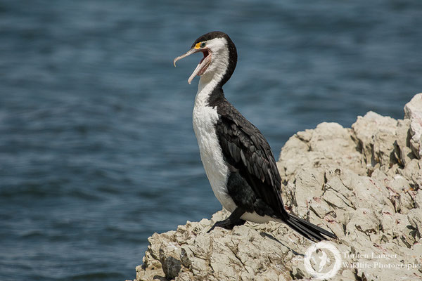 A Great Pied Cormorant at Kaikoura Peninsula