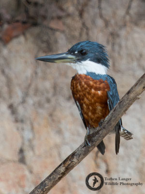 Megaceryle torquata / Ringed Kingfisher / Rotbrustfischer ♂