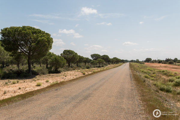 Landscape impressions