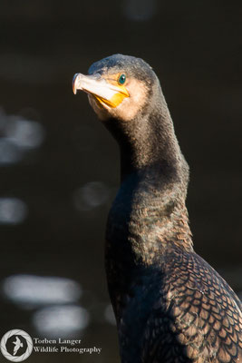 Phalacrocorax carbo / Great Cormorant / Kormoran