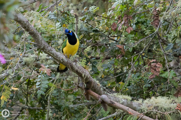 Cyanocorax yncas / Green Jay / Inkarabe