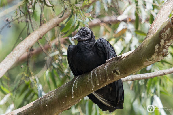 Coragyps atratus / American Black Vulture / Rabengeier
