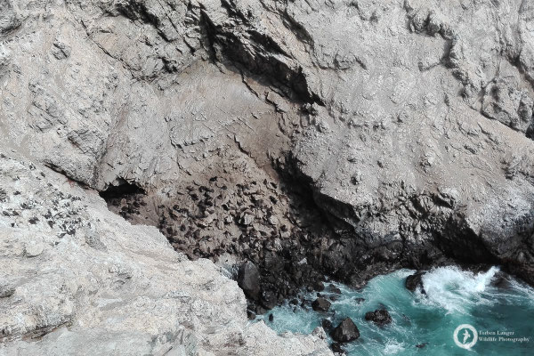 Isla Foca