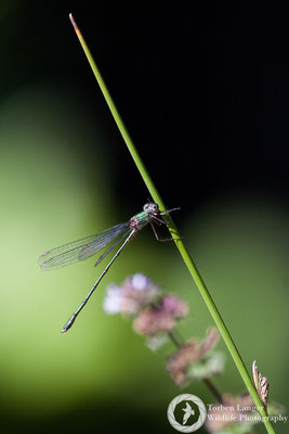 Dragonfly / Libelle