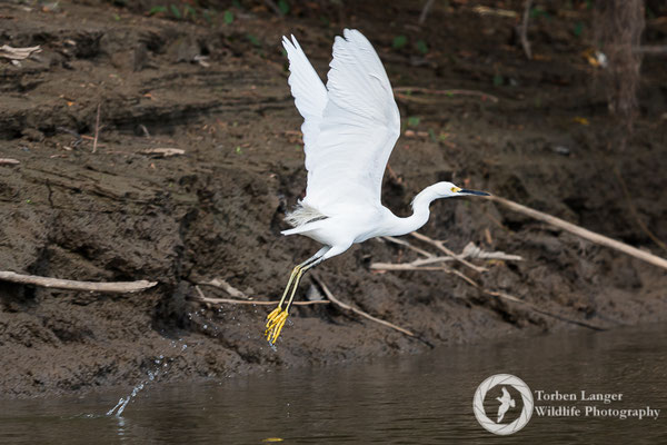 Egretta thula / Snowy Egret / Schmuckreiher