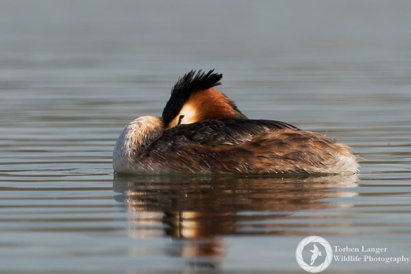 Podiceps cristatus / Great Crested Grebe / Haubentaucher