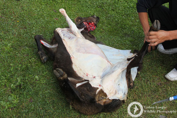 Sheep for dinner