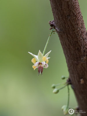 Cocoa Flower