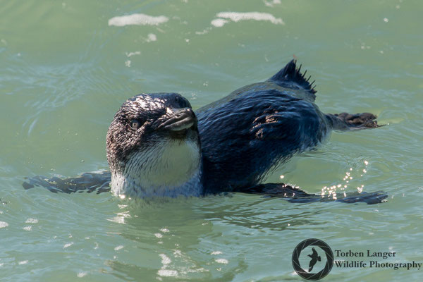 Eudyptula minor / Little Penguin / Zwergpinguin