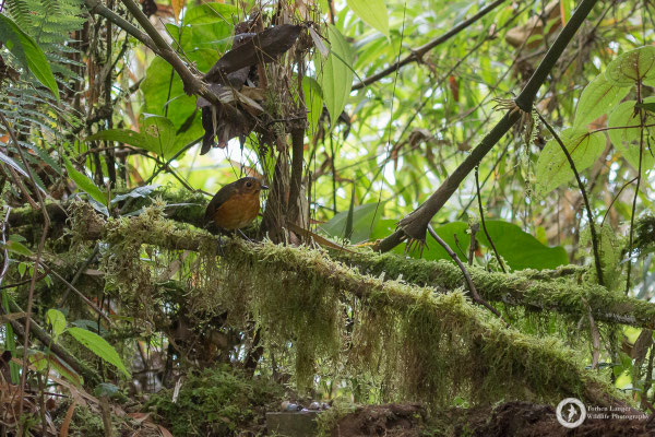 Grallaricula nana / Slate-crowned Antpitta / Graukappen-Ameisenpitta