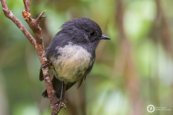 Petroica australis / South Island Robin / Südinselschnäpper