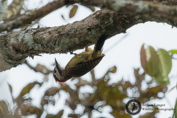 Colaptes punctigula / Spot-breasted Woodpecker / Tüpfelbrustspecht ♂