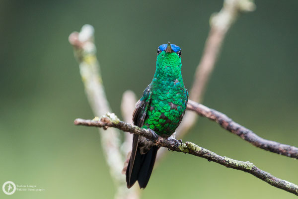 Amazilia cyanifrons - Indigo-capped Hummingbird - Blaukappenamazilie