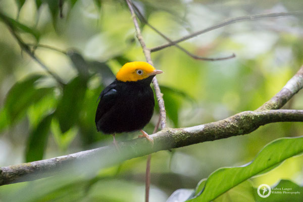 Ceratopipra erythrocephala / Golden-headed Manakin / Gelbkopfpipra ♂