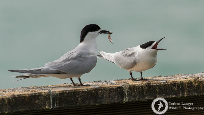 White-fronted Terns at Timaru