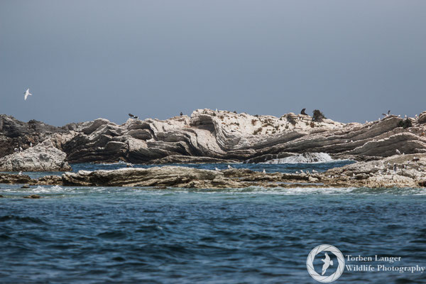 Kaikoura Peninsula walkway