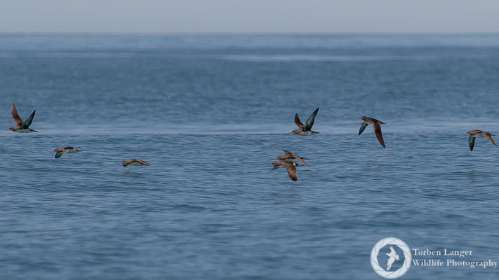 Puffinus huttoni / Hutton's Shearwater / Huttonsturmtaucher