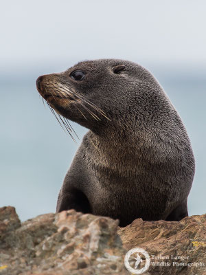 Arctocephalus forsteri / New Zealand Fur Seal / Neuseeländischer Seebär