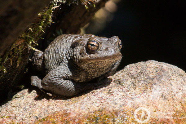 Bufo bufo / Common Toad / Erdkröte