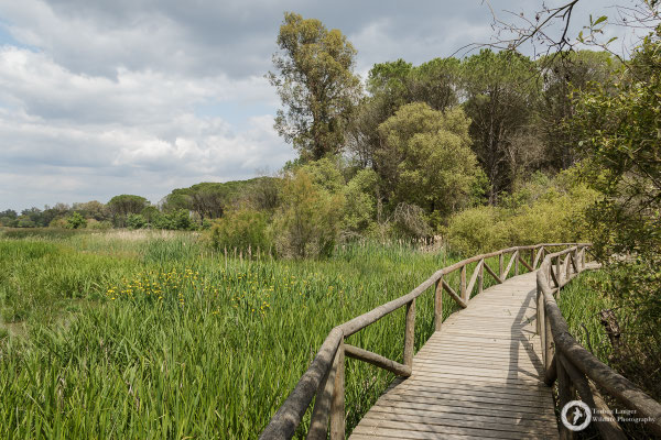 La Rocina