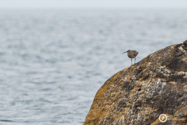 Numenius phaeopus / Whimbrel / Regenbrachvogel