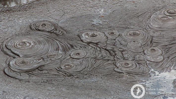 Mud at Whakarewarewa Village in Rotorua