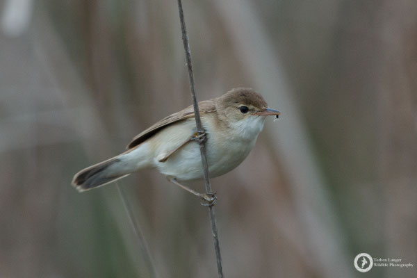 Eurasian Reed-warbler