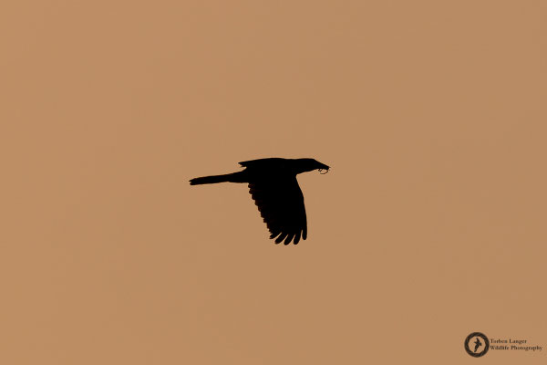 Psarocolius angustifrons / Russet-backed Oropendola / Breithauben-Stirnvogel