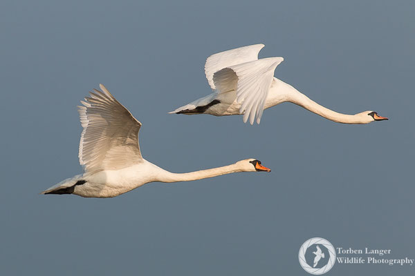 Cygnus olor / Mute Swan / Höckerschwan