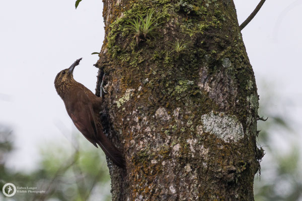 Xiphocolaptes promeropirhynchus / Strong-billed Woodcreeper / Starkschnabel-Baumsteiger