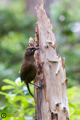 Philesturnus carunculatus / South Island Saddleback / Südinsel-Sattelvogel juv.